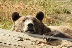Bear